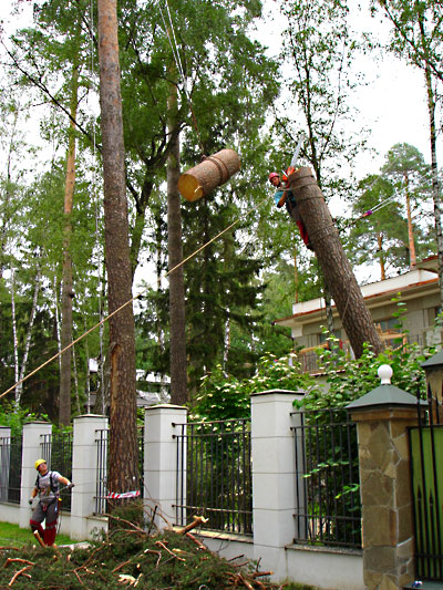 Аккуратное удаление ветровального дерева по частям c завеской частей на канате