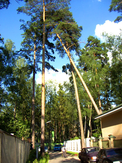 Аварийное, упавшее дерево, зависшее в кронах соседних деревьев